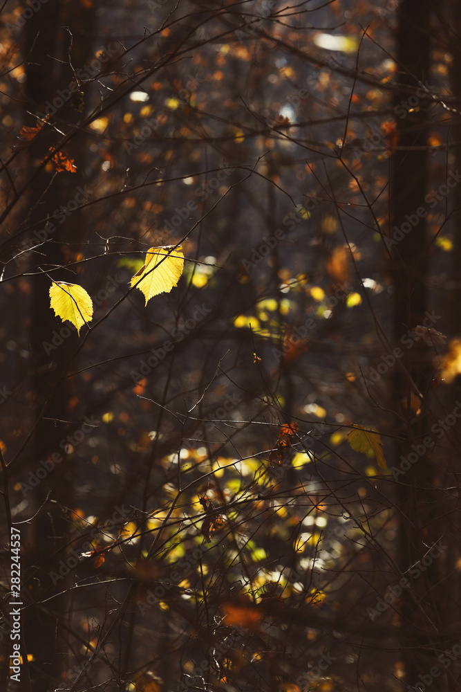 Poster Fall backdrop. Branches of trees with autumn leaves