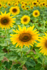 Yellow summertime sun flowers and petals closeup