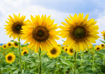 Yellow summertime sun flowers and petals closeup