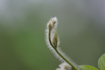 Obraz premium Natural wallpaper green leaf part of plant in rajasthan INDIA . 