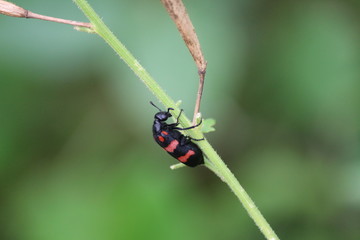 a beetles portrait in INDIA . beetles are a group of insect that from order Coleoptera 