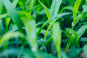 Outdoor green grass and water droplets macro close-up