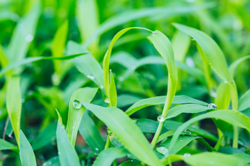 Outdoor green grass and water droplets macro close-up