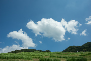 Fototapeta na wymiar 千枚田の雲