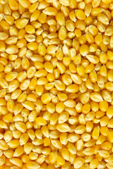 Dried corn kernels, or unpopped popcorn kernels