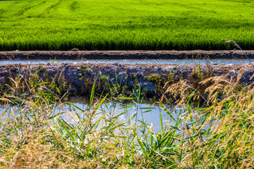 Arrozal acequia y cañas mediterráneas
