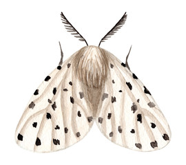 Watercolor night moth isolated on white background. Moths vintage illustration. Night butterfly.