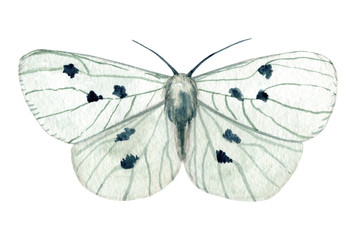 Watercolor night moth isolated on white background. Moths vintage illustration. Night butterfly.