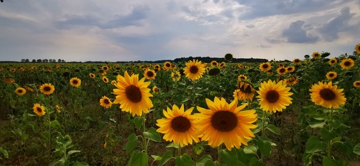 Fototapeta premium field of sunflowers