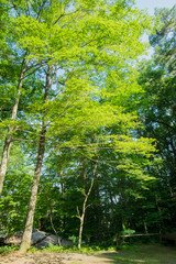 飛騨の木漏れ日