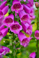 Fototapeta na wymiar close up of purple fingerflowers in a flowerbed