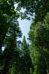 Obraz premium 飛騨の森