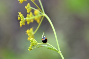 little black bug