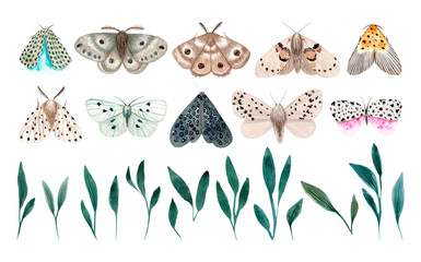 Watercolor night moth isolated on white background. Moths vintage illustration. Night butterfly.