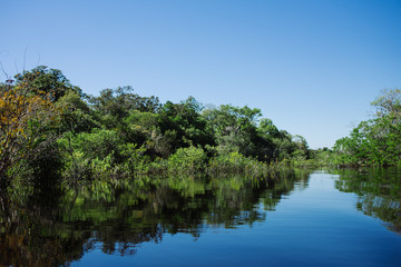 Tree reflections in the Rio Negro, Amazon Jungle - Brazil