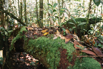Amazon Rainforest in Brazil