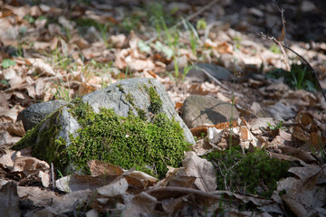 Moss in the forest.