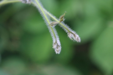 Natural wallpaper green leaf part of plant in rajasthan INDIA . 