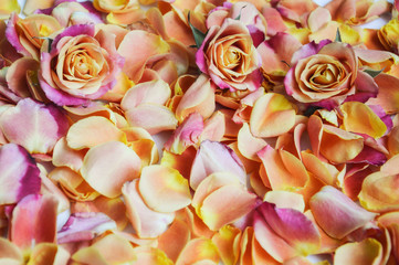 Fototapeta na wymiar rose petals laid out on a light background. picture for postcard.