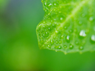 Fototapeta premium Water drops on a green leaf.