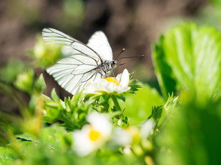 beautiful white butterfly feeding on strawberry flowers