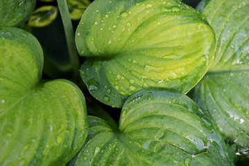 Green leaves after the rain. Closeup of leaves with raindrops