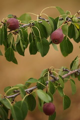 Young fruit tree with dark burgundy pears growing in the summer