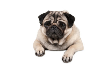 cute little pug puppy dog, looking watchful waiting, hanging with paws on white banner, isolated from background