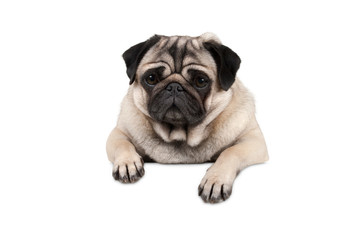 Obraz premium cute little pug puppy dog, looking watchful waiting, hanging with paws on white banner, isolated from background