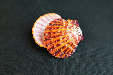  A seashell. Large Scallop Shells.    