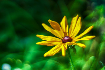 bee on flower