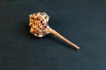 A seashell on a black background of Vokesimurex dentifer.     