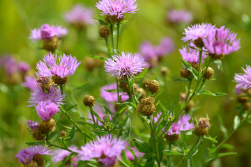Cornflowers medicinal herb flowering in the field. Blooming cornflowers in the garden. Bouquet of cornflowers on a green background.