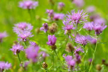 Obraz premium Cornflowers medicinal herb flowering in the field. Blooming cornflowers in the garden. Bouquet of cornflowers on a green background.