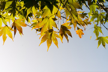 Fototapeta na wymiar Autumn leaves at dawn