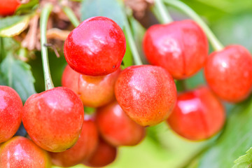 Close-up photos of ripe and delicious red cherries