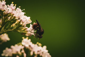 Hummel