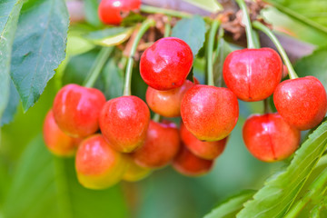 Close-up photos of ripe and delicious red cherries
