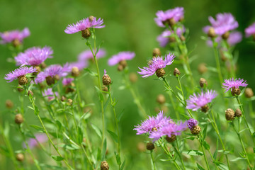 Cornflowers medicinal herb flowering in the field. Blooming cornflowers in the garden. Bouquet of cornflowers on a green background.