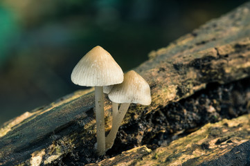 Pilz