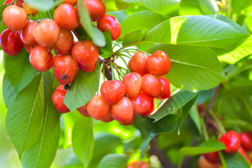 Close-up photos of ripe and delicious red cherries