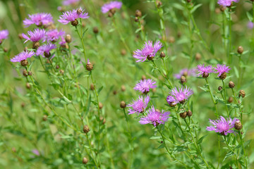 Cornflowers medicinal herb flowering in the field. Blooming cornflowers in the garden. Bouquet of cornflowers on a green background.