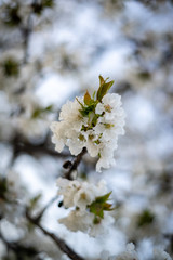 fleurs de cerisier