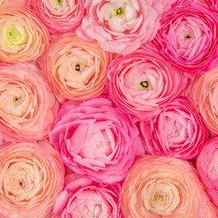 Fototapeta na wymiar Flower pattern. Pink Ranunculus flowers textured background. Summer floral Wallpaper.