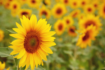 sunflowers growing in a field. flower closeup