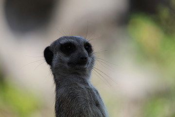 Fototapeta premium Meerkat
