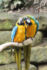 Parrot Couple