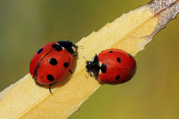 ladybug on leaf