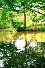 Tree reflected on the lake water