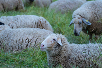 Obraz premium Weiße Weideschafe